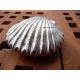  HEURTOIR DE PORTE COQUILLE SAINT JACQUES