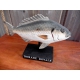 Poisson bois dorade royale